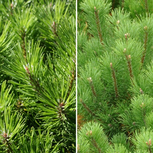 Pinus mugo var. mughus Norðîc® L127 Truust Image